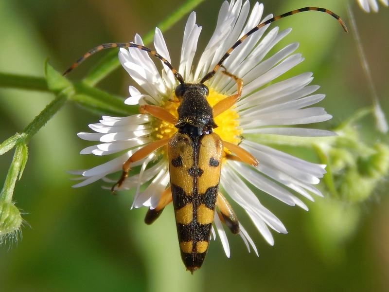 Rutpela maculata ssp. maculata